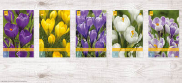 X  1000 CROCUS GROOTBLOEMIG 8/9