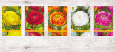 X  750 RANUNCULUS PIOENBLOEMIG NJ 6/7