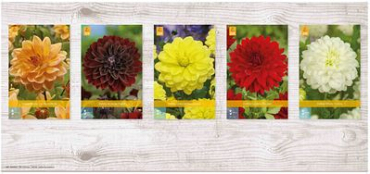 X  75 DAHLIA DECORATIEF - A I