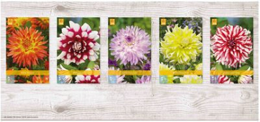 X  75 DAHLIA DECORATIEF - B I