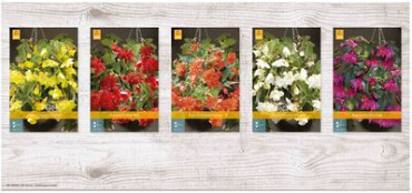 X  150 BEGONIA PENDULA 5/6