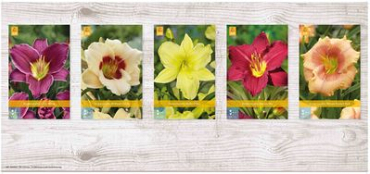 X  75 HEMEROCALLIS KLEINBLOEMIG I