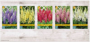 X  75 LUPINUS I