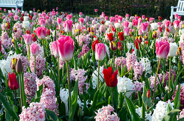 X 100 PINK REVELATION I