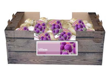 X 30 ALLIUM AMBASSADOR INCL. LABEL 32/+
