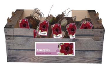 X 30 AMARYLLIS DONKERROOD INCL. LABEL 32/34