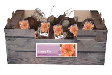 X 30 AMARYLLIS ZALM INCL. LABEL 32/34