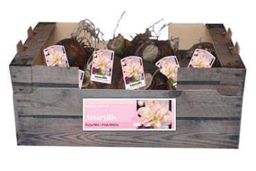 X 30 AMARYLLIS DUBBEL ROZE/WIT INCL. LABEL 32/34