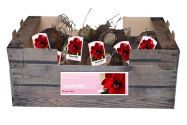 X 30 AMARYLLIS DUBBEL ROOD INCL. LABEL 32/34