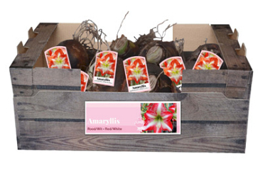 X 20 JUMBO AMARYLLIS ROOD/WIT INCL. LABEL 38/40