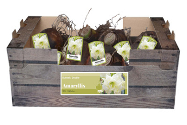 X 30 AMARYLLIS DUBBEL WIT INCL. LABEL 32/34