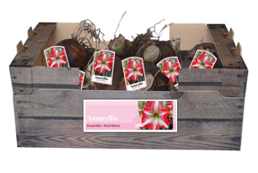 X 30 AMARYLLIS ROOD/WIT INCL. LABEL 32/34