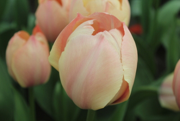 X 100 TULIPA SALMON VAN EIJK 11/12