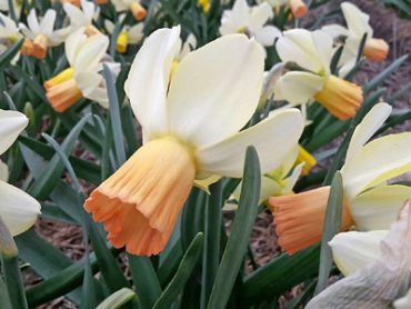 X 100 NARCISSUS CARICE 12/14