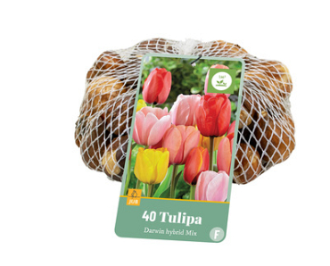 X   40 TULIPA DARWIN HYBRIDE MIX 11/12
