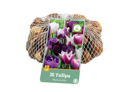 X   35 TULIPA BLUEBERRY MIX 11/12