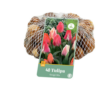 X   40 TULIPA GREIGII MIX 11/12