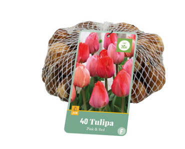 X   40 TULIPA ROZE & ROOD 11/12