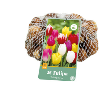 X   35 TULIPA TRIUMPH MIX 11/12