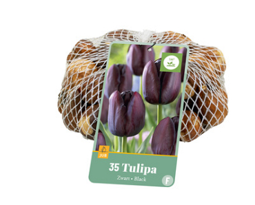 X   35 TULIPA ZWART 10/11