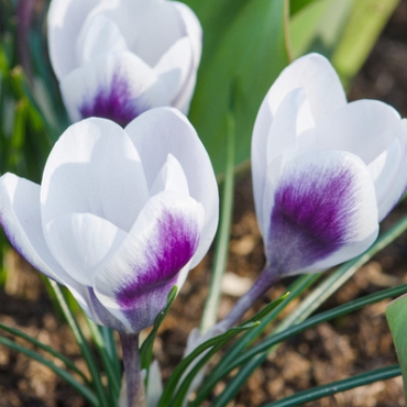 X 100 CROCUS SPECIE PRINS CLAUS 5/+