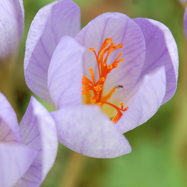 X 100 CROCUS SPECIOSUS CONQUEROR 5/+