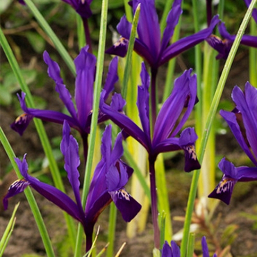 X 100 IRIS RETICULATA PAULINE 6/+