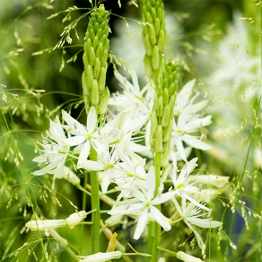 X   25 CAMASSIA LEIGHTLINII SACAJAWEA 14/+