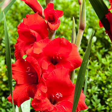 X 100 GLADIOLUS OSCAR 12/14