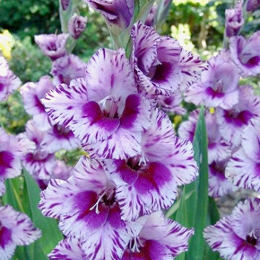 X 100 GLADIOLUS PASSOS 12/14