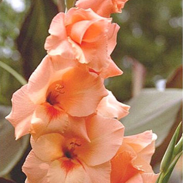 X 100 GLADIOLUS PETER PEARS 12/14