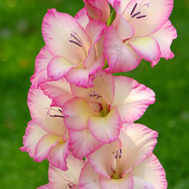 X 100 GLADIOLUS PRISCILLA 12/14