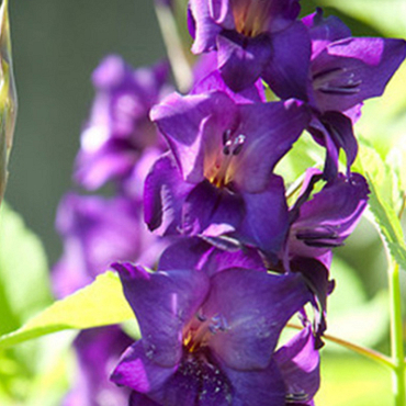 X 100 GLADIOLUS PURPLE FLORA 12/14