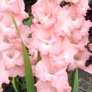 X 100 GLADIOLUS ROSE SUPREME 12/14