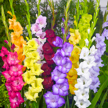 X 100 GLADIOLUS GROOTBLOEMIG MIX 12/14