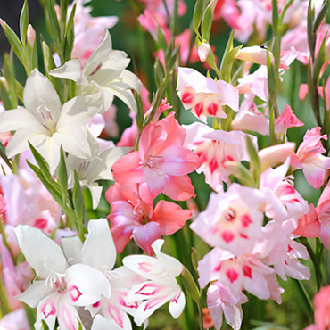 X 100 GLADIOLUS NANUS MIX 8/9