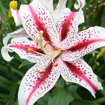 X 50 LILIUM DIZZY 14/16