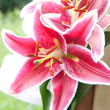 X 50 LILIUM STARGAZER 14/16