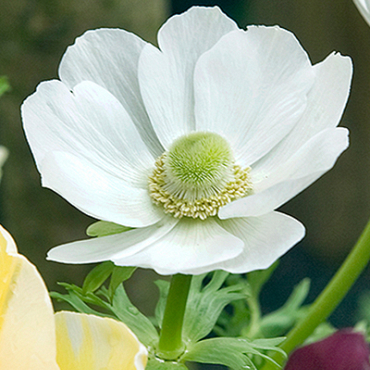 X 100 ANEMONE CORONARIA BRIDE 5/6
