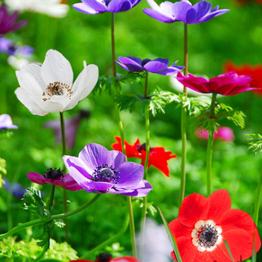 X 100 ANEMONE CORONARIA DE CAEN MIX 5/6