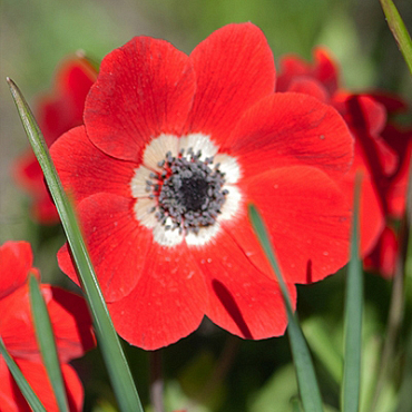 X 100 ANEMONE CORONARIA HOLLANDIA 5/6