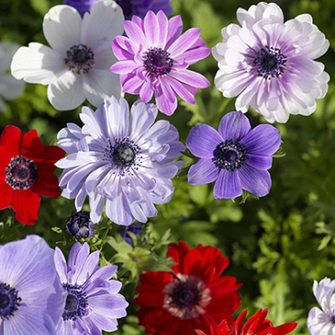 X 100 ANEMONE CORONARIA ST BRIGID 5/6