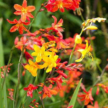 X 100 CROCOSMIA MIX 6/7