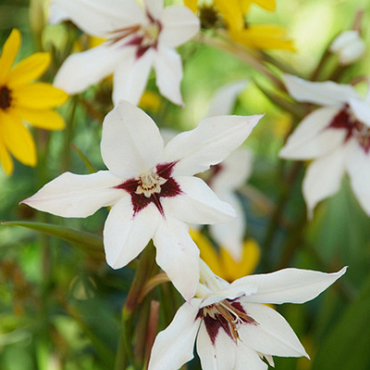 X 100 GLADIOLUS CALLIANTHUS 8/10