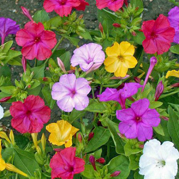 X 25 MIRABILIS JALAPA II