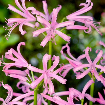 X 25 NERINE BOWDENII 12/14