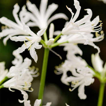 X 25 NERINE BOWDENII ALBA 12/+