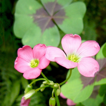 X 100 OXALIS DEPPEI IRON CROSS 4/5