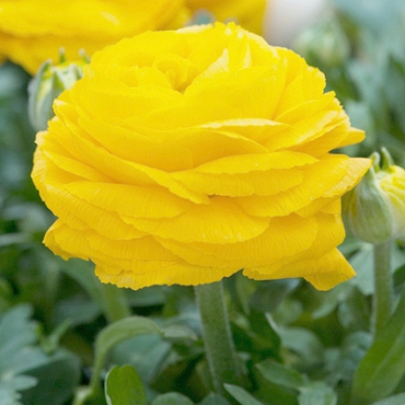 X 100 RANUNCULUS GEEL 6/7