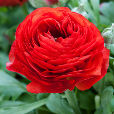 X 100 RANUNCULUS ROOD 6/7